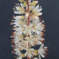 Clethra alnifolia 'Hummingbird' - Cl�thre Hummingbird