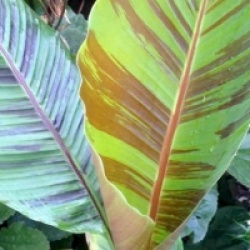 Kit 6 bananiers rares - Kit 6 bananiers rares