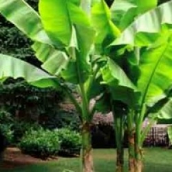 Kit 6 bananiers rares