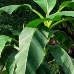 Kit 6 bananiers rares