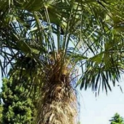 Kit 3 trachycarpus fortunei