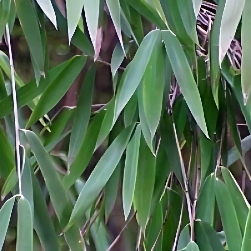 Pseudosasa japonica 'Tsutsumiana' - Bambou moyen Tsutsumiana