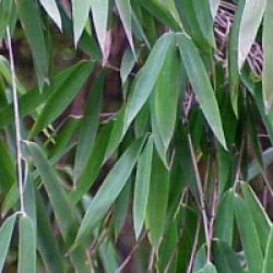 Pseudosasa japonica 'Tsutsumiana'