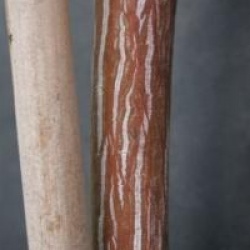 Acer davidii 'Ernest Wilson'