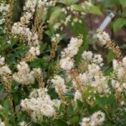 Clethra alnifolia 'Hummingbird'