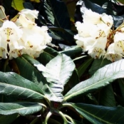Grand rhododendron chinois