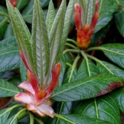 Rhododendron Sinogrande