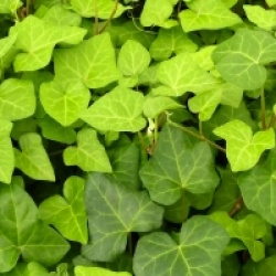 Hedera algerian Bellecour� - Lierre vert Bellecour