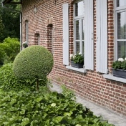 Hedera algerian Bellecour�