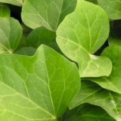 Hedera algerian Bellecour�