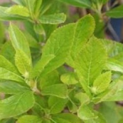 Clethra alnifolia 'Hummingbird'
