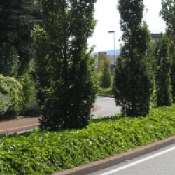 Hedera algerian Bellecour�