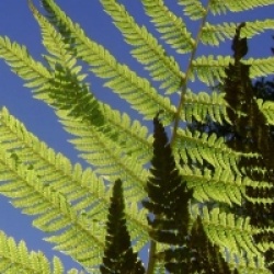 Dicksonia sellowiana 