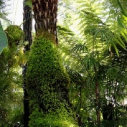 Dicksonia sellowiana 