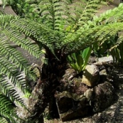 Dicksonia sellowiana 