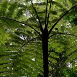 Dicksonia sellowiana 