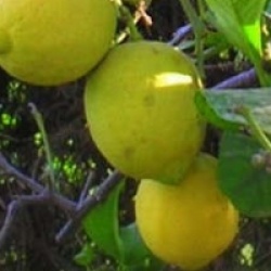 Citrus limon 'Verna'