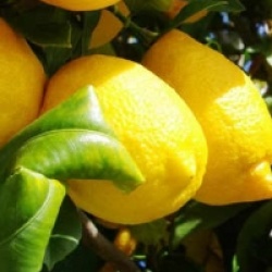 Citron Amalfi Sfusato