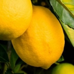 Citrus limon 'Fino' - Citrus limon 'Fino'