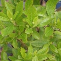 Clethra alnifolia 'Hummingbird'