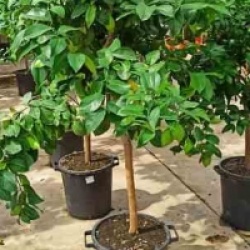 Citrus limon 'Meyer'