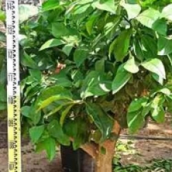 Citrus limon 'Meyer'