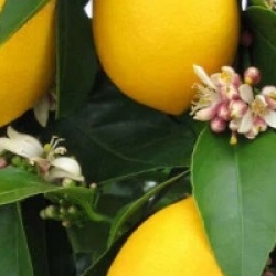 Citrus limon 'Meyer' - Citrus limon 'Meyer'