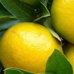 Agrumes Citrus limetta Pursha - Citronnier doux