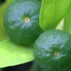 Agrumes Citrus limetta Pursha