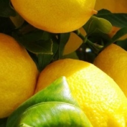 Citrus limon 'Eureka'