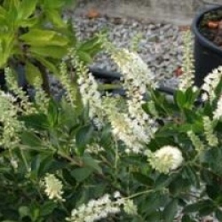 Clethra alnifolia 'Hummingbird'