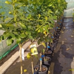 Citrus limon 'Eureka'