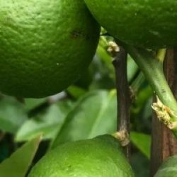 Citrus aurantifolia bears - Limettier, Citron vert