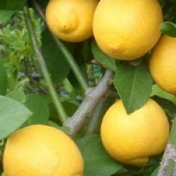 Citrus limon 'Eureka' - Citrus limon 'Eureka'