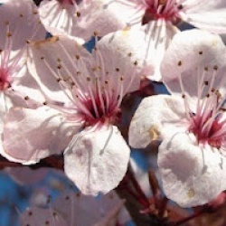 Prunus serrula 'Jaro'  - Cerisier du Tibet Jaro