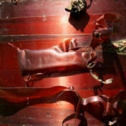 Prunus serrula 'Jaro' 