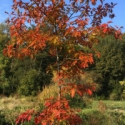 Prunus serrula 'Jaro' 