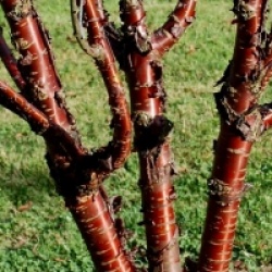 Prunus serrula 'Jaro' 