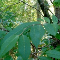 Prunus serrula 'Jaro' 