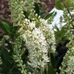 Clethra alnifolia 'Hummingbird'