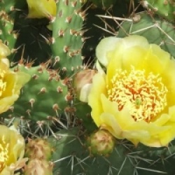 Opuntia humifusa