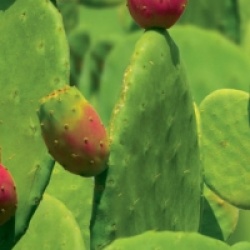Opuntia ficus-indica  - Figuier de Barbarie