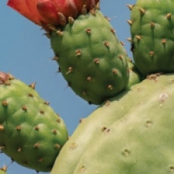 Opuntia ficus-indica 