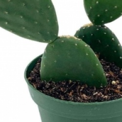 Opuntia ficus-indica 