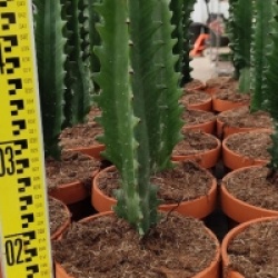 Euphorbia lactea 'Cristata'