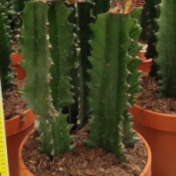 Euphorbia lactea 'Cristata'