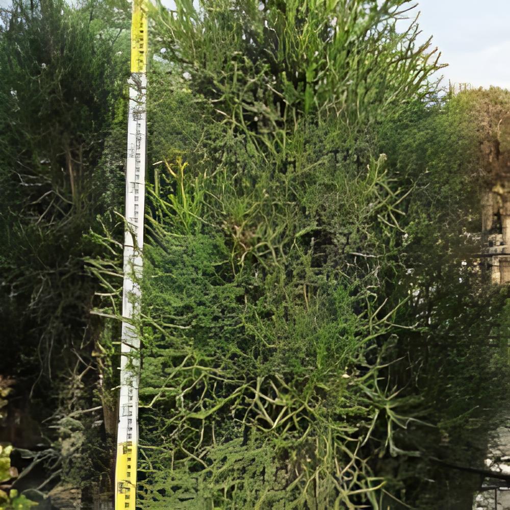 Euphorbia tirucalli - Euphorbe Crayon