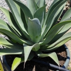 Agave celsii albicans x attenuata 'Blue Haze' - Agave celsii albicans x attenuata 'Blue Haze'