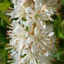 Clethra alnifolia 'Pink Spire'