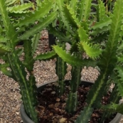 Euphorbia lactea - Euphorbe lact�e